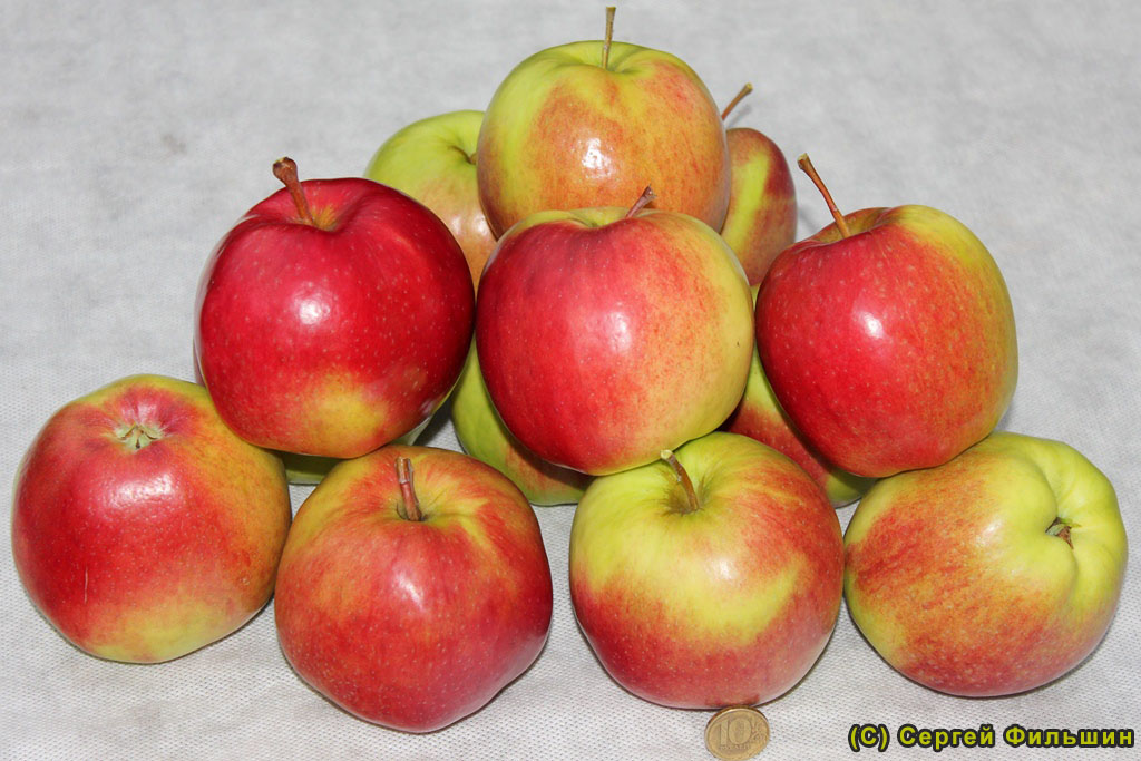 Яблоня Богемия - описание сорта и фото яблок